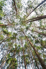 Bottom view of pine tree in pine forest
