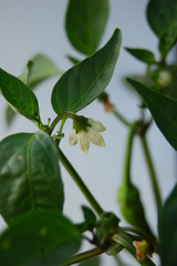 Obraz premium Capsicum annuum, peppers, flower