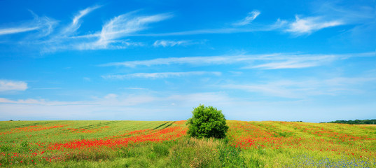 Fototapeta premium Sommerlandschaft, grünes Feld, Mohnblumen und Kornbumen, blauer Himmel mit Federwolken