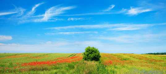 Sommerlandschaft, grünes Feld, Mohnblumen und Kornbumen, blauer Himmel mit Federwolken
