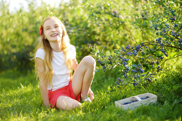 Naklejka na ściany i meble Cute little girl picking fresh berries on organic blueberry farm on warm and sunny summer day. Fresh healthy organic food for kids.