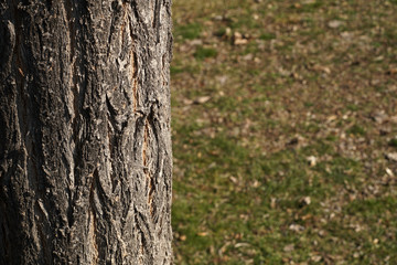 Texture shot of brown tree bark