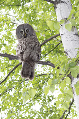 Great gray owl (Strix nebulosa) on a birch branch