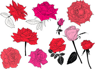ten pink and red roses sketches collection on white