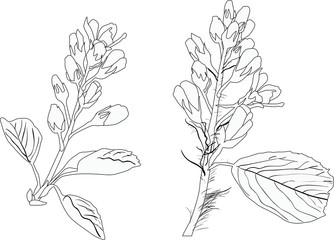 two spring branches outlines isolated on white