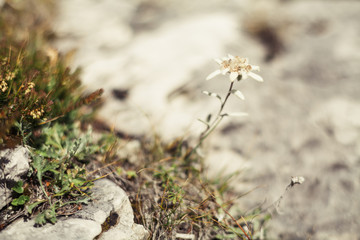 Blooming edelweiss flowers in a field of the Alps