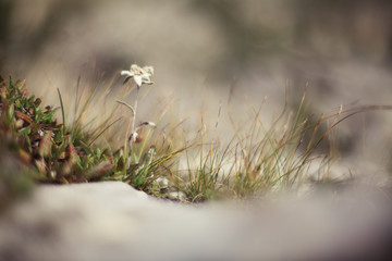Blooming edelweiss flowers in a field of the Alps