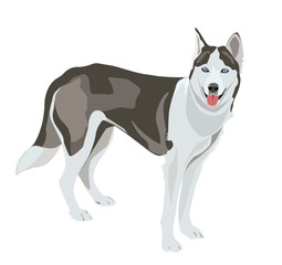 Huskey wolf dog - vector illustration