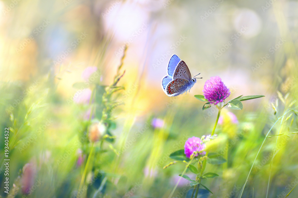 Poster wild flowers of clover and butterfly in a meadow in nature in the rays of sunlight in summer in the 