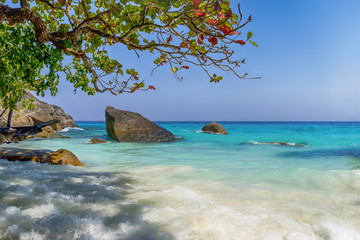 playa de agua turquesa y cielo con un &aacute;rbol y piedras