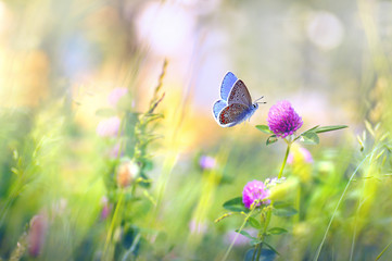 Wild flowers of clover and butterfly in a meadow in nature in the rays of sunlight in summer in the spring close-up of a macro. A picturesque colorful artistic image with a soft focus.