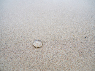 Fototapeta na wymiar Small jelly fish on the sand beach