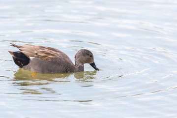 side view portrait male gadwall duck (anas strepera) swimming im water