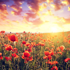Fototapeta na wymiar Red poppy flowers in the spring field at sunset.
