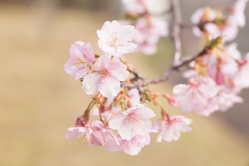 桜が咲いた春が来た9