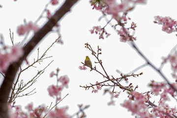 桜が咲いた春が来た6