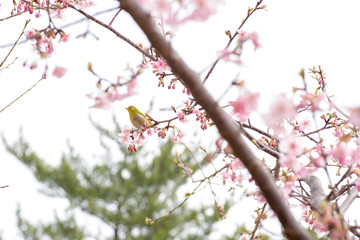 桜が咲いた春が来た5