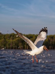 Seagulls in mangrove forest reserve bangpoo Thailand