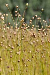 ripening flax on the field