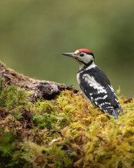 Greater Spotted woodpecker perched on forest floor