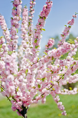 Pink cherry flowers