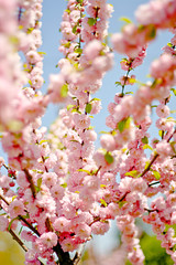 Pink cherry flowers