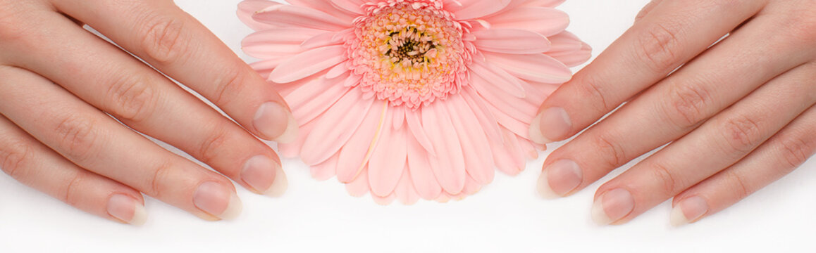 Woman pure clean nails without polish and gerbera flower isolated on white. Not polished blank natural nails. Hygienic manicure on hands.