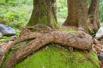 Obraz premium Baumwurzel legt sich über anderen Baum, Wald und Moos