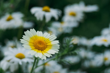 flower, daisy, nature, white, summer, camomile, yellow, plant, spring, green, flowers, chamomile, macro, garden, beauty, blossom, flora, meadow, field, petal, bloom, grass, daisies, floral, natural