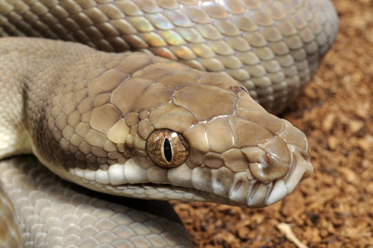 Rautenpython (Morelia spilota) - carpet python