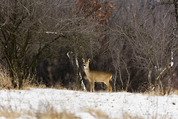 deers at the edge of the forest in winter