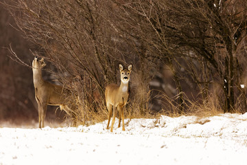 deers at the edge of the forest in winter