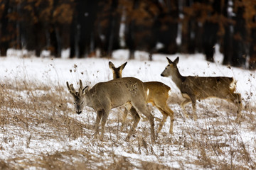 deers at the edge of the forest in winter