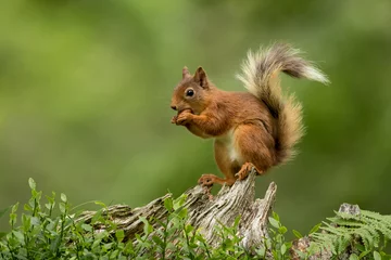Deurstickers Eekhoorn Rode eekhoorn zat op een boomstronk en eet een hazelnoot met een groene bcakground.
