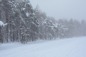 snowstorm and snowfall in the winter forest