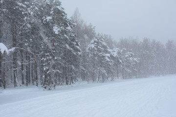 snowstorm and snowfall in the winter forest