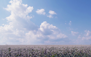 Fototapeta na wymiar field of blossoming buckwheat under a blue sky