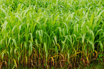 Obraz premium Young maize field,Corn field in early morning light