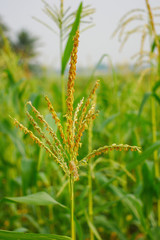 Young maize field,Corn field in early morning light