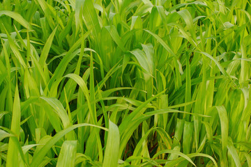 Young maize field,Corn field in early morning light