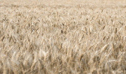 Wheat field 08