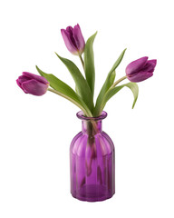 Purple tulips in glass vase isolated on white background