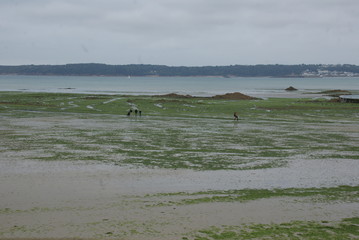 Ile Anglo Normande Jersey