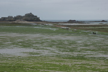 Ile Anglo Normande Jersey