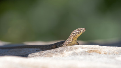 Lézard des murailles (podarcis muralis)