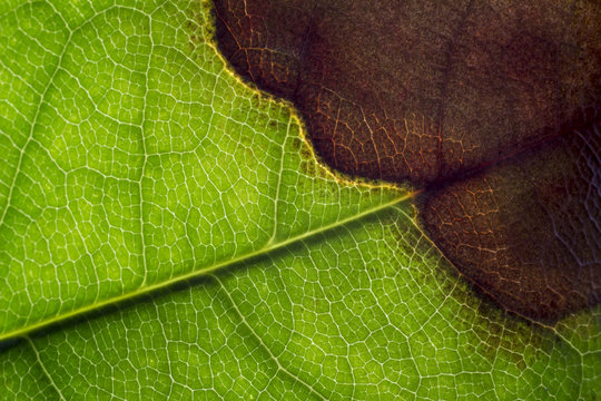 The Magnolia (Magnolia Virginiana) Leaf Drying From Frosts