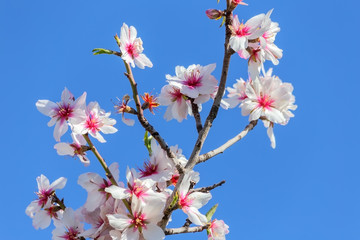 Almond blossoming flowers in a garden in Portugal.