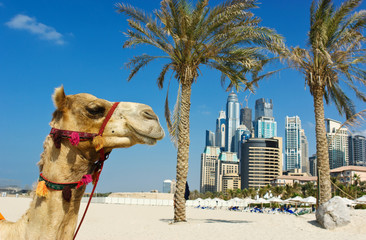 Camel at the urban building  background of Dubai.