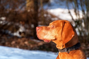 Hungarian hunting dog on a winter hunt in the woods. Vizsla hunting wildlife.