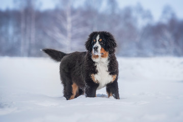 Bernese mountain dog in winter